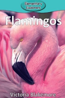 bokomslag Flamingos