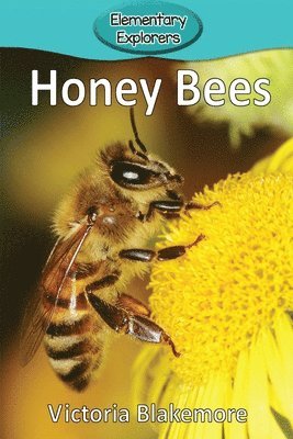 Honey Bees 1