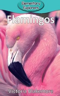 bokomslag Flamingos