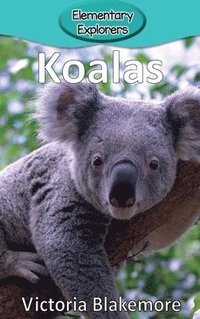 bokomslag Koalas