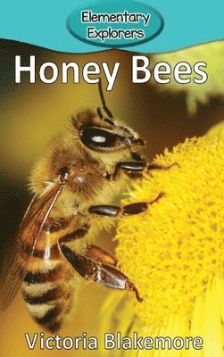 Honey Bees 1