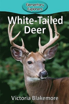 White-Tailed Deer 1