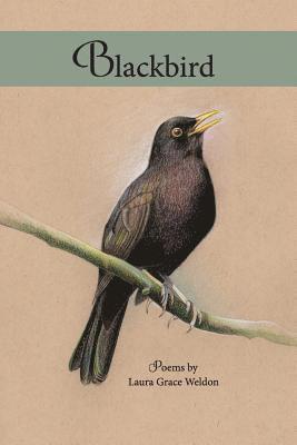 bokomslag Blackbird