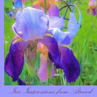 bokomslag Iris Impressions from Atwood