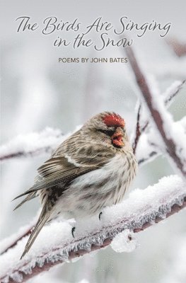 Birds Are Singing In The Snow