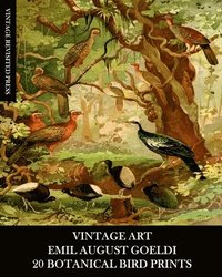 bokomslag Vintage Art: Emil August Goeldi: 20 Botanical Bird Prints: Ephemera for Framing, Home Decor, Collage and Decoupage