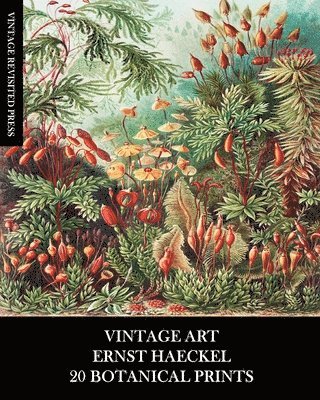 Vintage Art: Ernst Haeckel: 20 Botanical 1