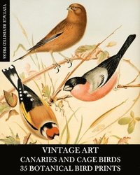 bokomslag Vintage Art: Canaries And Cage Bird 35 B