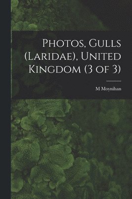 Photos, Gulls (Laridae), United Kingdom (3 of 3) 1