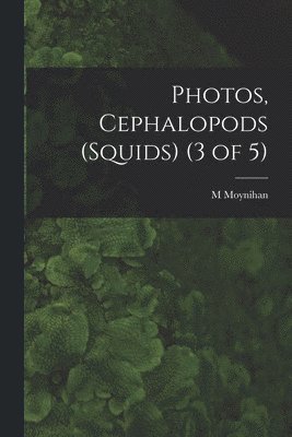 Photos, Cephalopods (Squids) (3 of 5) 1