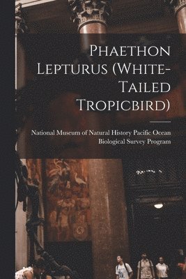 Phaethon Lepturus (white-tailed Tropicbird) 1