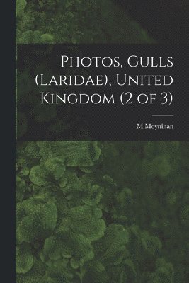 Photos, Gulls (Laridae), United Kingdom (2 of 3) 1