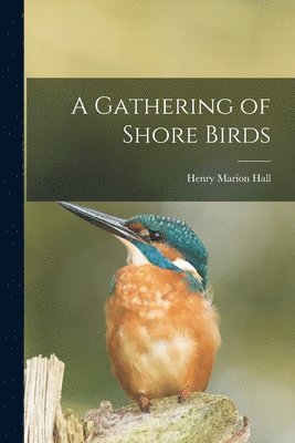 A Gathering of Shore Birds 1