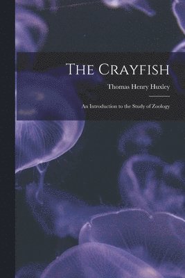 Crayfish 1