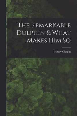 The Remarkable Dolphin & What Makes Him So 1