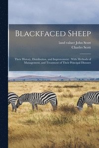 bokomslag Blackfaced Sheep