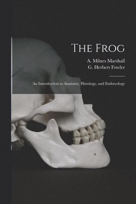 The Frog 1