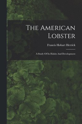 The American Lobster 1