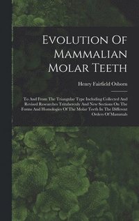 bokomslag Evolution Of Mammalian Molar Teeth