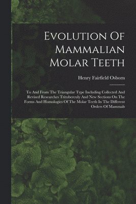 bokomslag Evolution Of Mammalian Molar Teeth