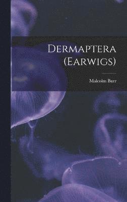 Dermaptera (Earwigs) 1