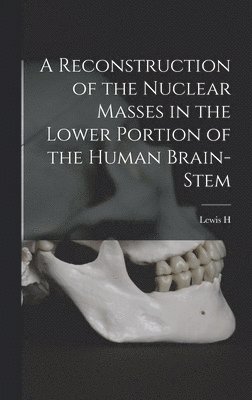 Reconstruction of the Nuclear Masses in the Lower Portion of the Human Brain-stem