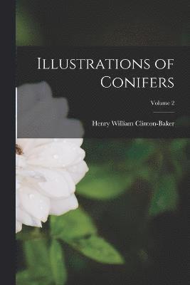 Illustrations of Conifers; Volume 2 1