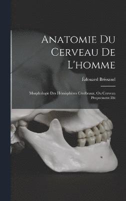 Anatomie Du Cerveau De L'homme 1