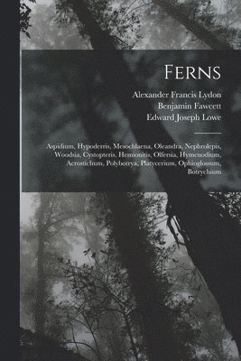 bokomslag Ferns