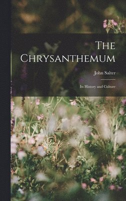 Chrysanthemum