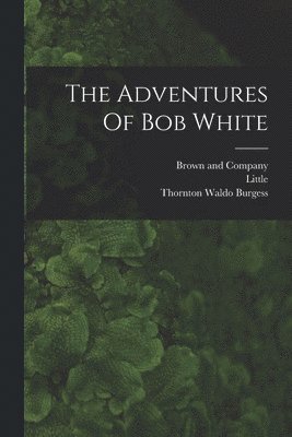 Thornton Waldo Burgess, Little - Adventures Of Bob White, Häftad