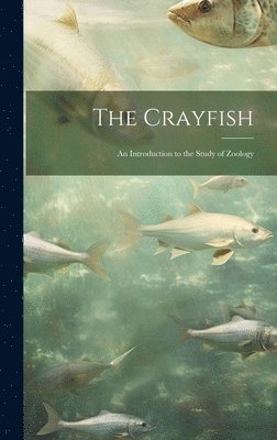 bokomslag Crayfish