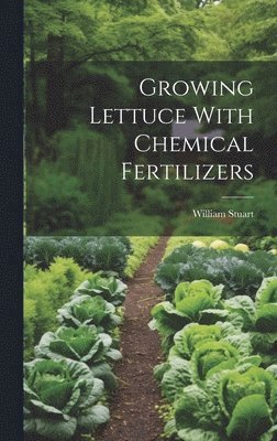 Growing Lettuce With Chemical Fertilizers 1