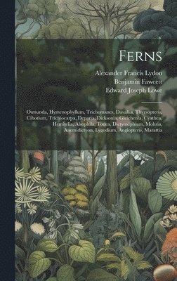 bokomslag Ferns