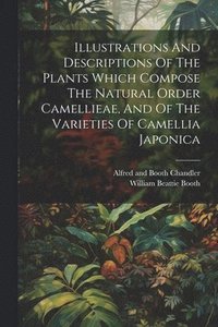 bokomslag Illustrations And Descriptions Of The Plants Which Compose The Natural Order Camellieae, And Of The Varieties Of Camellia Japonica
