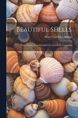 Beautiful Shells 1