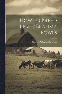 How to Breed Light Brahma Fowls 1