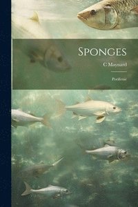 bokomslag Sponges; Poriferae