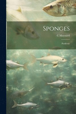 Sponges; Poriferae 1