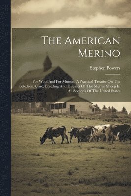 The American Merino 1