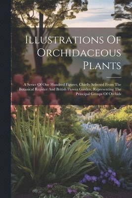 Illustrations Of Orchidaceous Plants 1