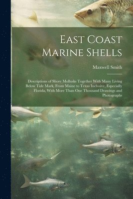 East Coast Marine Shells 1