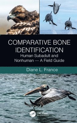 bokomslag Comparative Bone Identification