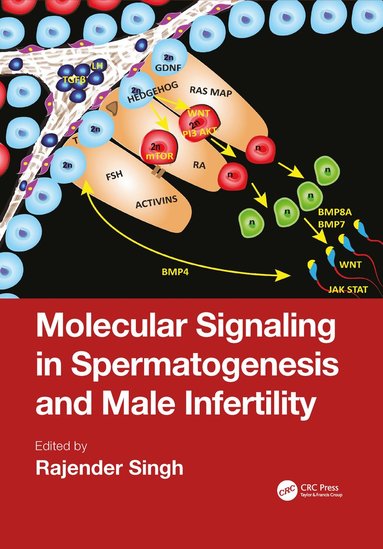 bokomslag Molecular Signaling in Spermatogenesis and Male Infertility