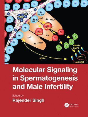 Molecular Signaling in Spermatogenesis and Male Infertility 1