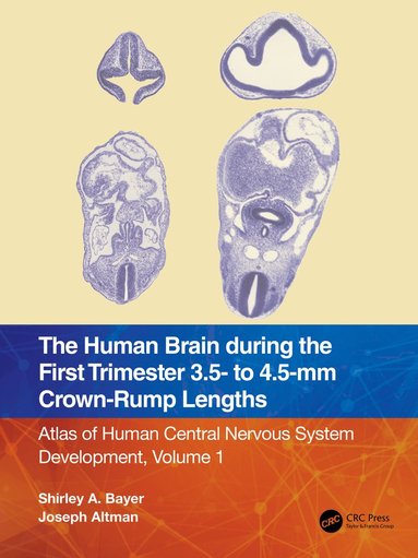 bokomslag Human Brain during the First Trimester 3.5- to 4.5-mm Crown-Rump Lengths