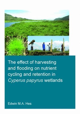 The effect of harvesting and flooding on nutrient cycling and retention in Cyperus papyrus wetlands 1