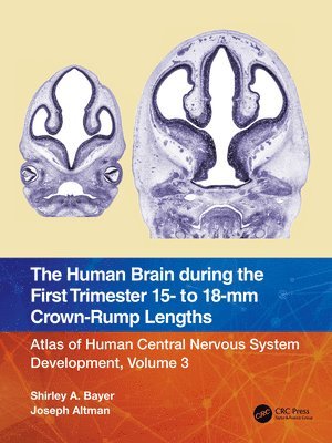 bokomslag The Human Brain during the First Trimester 15- to 18-mm Crown-Rump Lengths