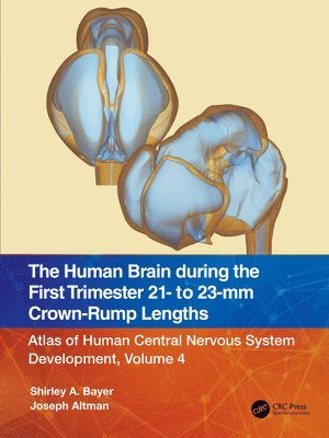 bokomslag The Human Brain during the First Trimester 21- to 23-mm Crown-Rump Lengths