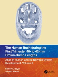 bokomslag Human Brain during the First Trimester 40- to 42-mm Crown-Rump Lengths